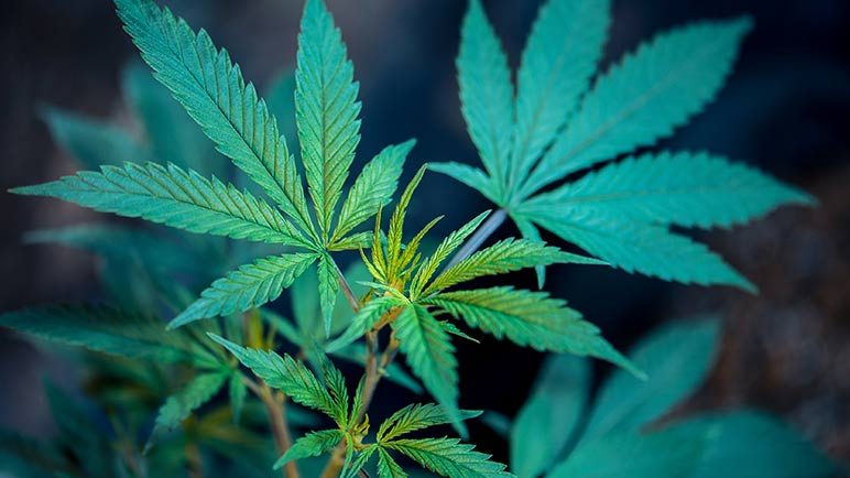 ¿Producen glaucoma el tabaco, la marihuana y alcohol? 6 glaucoma marihuana tabaco alcohol