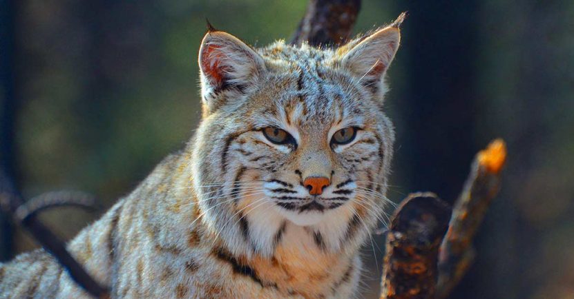 tener vista de lince